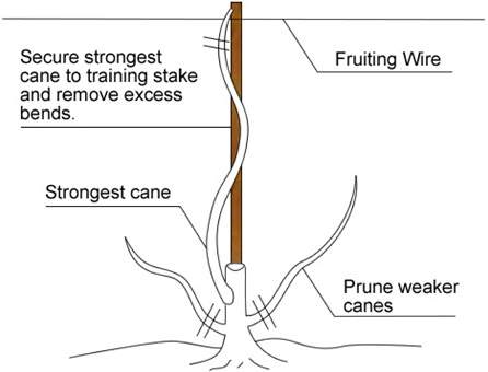 Guide to growing a grape vine as a standard